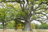 Old Oaks