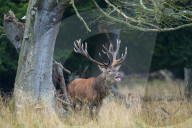 Belling Red Deer