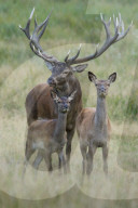 Red Deer