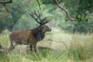 Red Deer