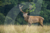 Red Deer