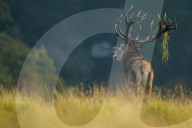 Belling Red Deer
