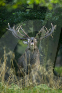 Belling Red Deer