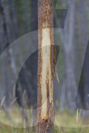 Damaged Tree, Red Deer Mark