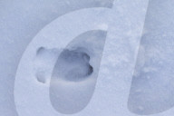Deer Tracks in Snow