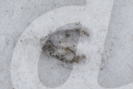 Deer Track