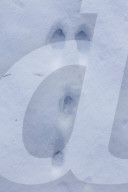 European Rabbit Tracks in Snow