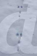European Rabbit Tracks in Snow