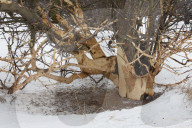 Feeding Damage of a European Rabbit