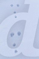 European hare Tracks in Snow