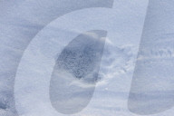 Polar Bear Tracks in Snow