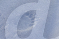 Polar Bear Tracks in Snow