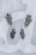Squirrel Tracks in Snow
