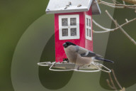 Female Bullfinch at Bird Feeder
