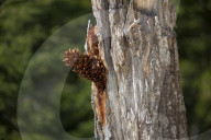 Cone stucked in Tree by Great Woodpecker