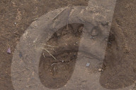 Brown Bear Tracks