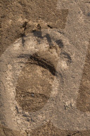 Brown Bear Tracks