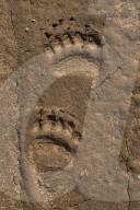 Brown Bear Tracks