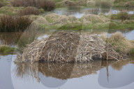 Muskbeaver Lodge