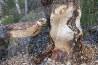 Beaver Gnaw Marks