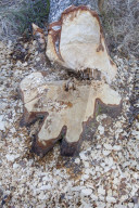 Beaver Gnaw Marks
