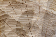 Beaver Gnaw Marks