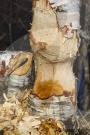 Beaver Gnaw Marks