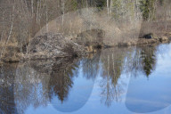 Beaver Lodge
