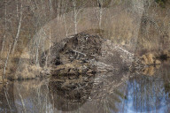 Beaver Lodge