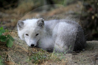 Eisfuchs, Arctic fox