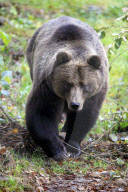 Eurasischer Braunbaer, Brown bear