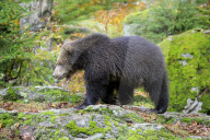 Eurasischer Braunbaer, Brown bear
