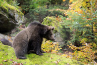 Eurasischer Braunbaer, Brown bear
