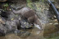 Eurasischer Fischotter, Common otter