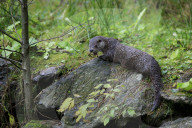 Eurasischer Fischotter, Common otter