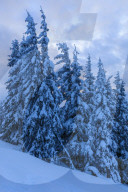 Snowy winter forest