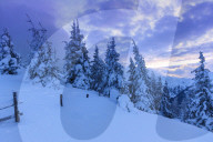Snowy winter forest