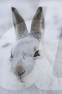 White Hare