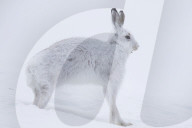 White Hare