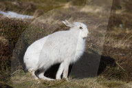 White Hare