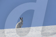White Hare