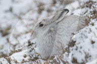 White Hare