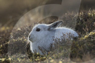 White Hare