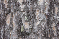 Bark of a Scots Pine