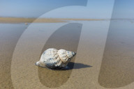 Waved Whelk Shell
