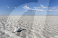 Waved Whelk Shell