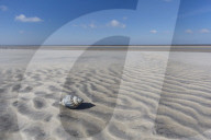 Waved Whelk Shell
