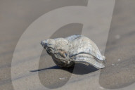 Waved Whelk Shell