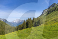 Alpine Meadow in Austria