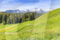 Blooming alpine meadow